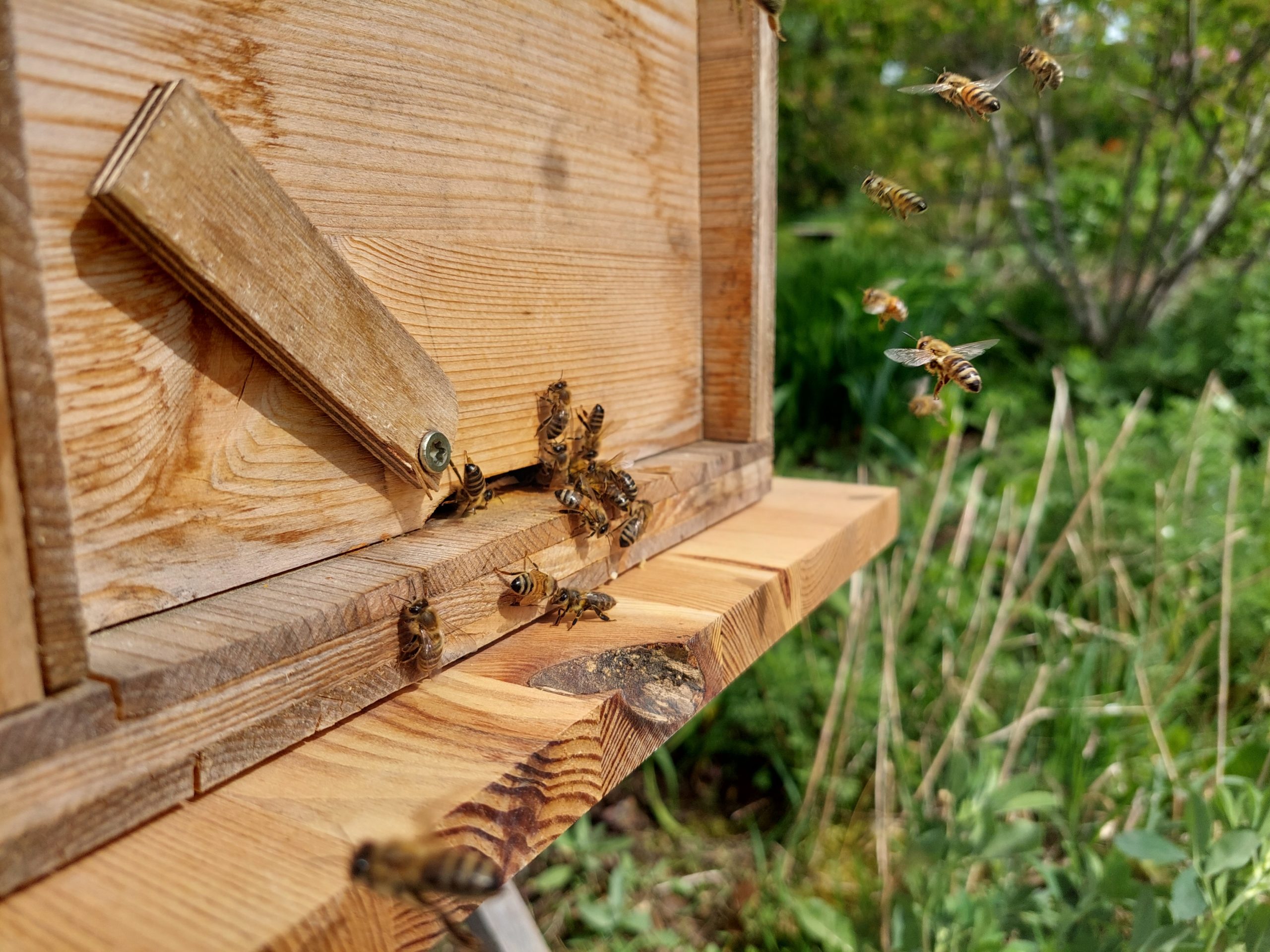 Bienen fliegen vor einem Bienenstock